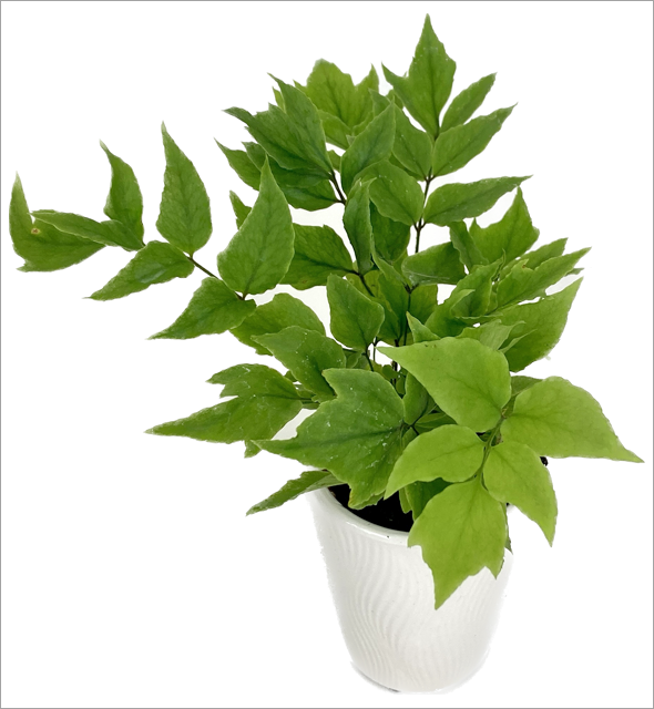 Dwarf Japanese Holly Fern